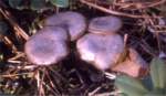 Würzelchentrichterling-Clitocybe radicellata