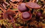 Purpurbrauner Blasssporrübling-Gymnopus fuscopurpureus