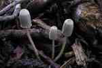 Kleinsporiger Scheibchen-Tintling-Coprinus leiocephalus