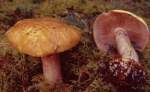 Gelbbescheideter Klumpfuss-Cortinarius arquatus