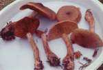 :-Cortinarius caput-medusae