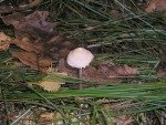 Lila Risspilz-Inocybe geophylla var. lilacina