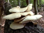 Lungenseitling-Pleurotus pulmonarius