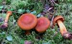 :-Cortinarius phoeniceus