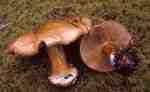 Violettgerandeter Klumpfuss-Cortinarius pseudoglaucopus
