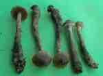 Schiefer Rauhkopf-Cortinarius valgus