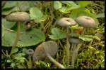 Blaugrüner Rötling-Entoloma querquedula