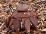 Starkbehöfter Erdstern-Geastrum berkeleyi