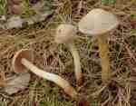 Langstieliger Fälbling-Hebeloma incarnatulum