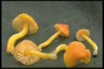Glänzender Orangesaftling-Hygrocybe aurantiosplendens