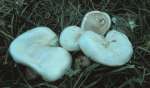 :-Hygrophorus penarioides