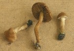 : Risspilze, Wirrköpfe-Inocybe vulpinella var.fuscolamellata