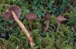 Knollenloser Risspilz-Inocybe soluta