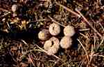 Kastanienbrauner Stäubling-Lycoperdon lividum