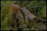 Grüne Erdzunge-Microglossum viride