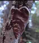 Birken-Feuerschwamm-Phellinus laevigatus