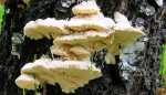 Samtige Tramete-Trametes pubescens