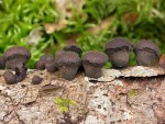 Gestielter Holzkohlenpilz-Daldinia vernicosa