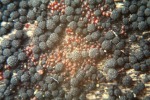 ?-Nitschkia cupularis