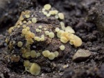 :-Phaeohelotium imberbe