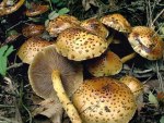 Pinselschüppling-Pholiota jahnii
