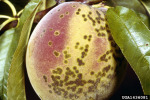 :-Venturia carpophila