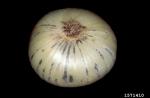 Schwarzschimmel-Aspergillus niger var. niger