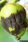 Wallnuss-Blattfleckenkrankheit-Gnomonia leptostyla