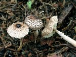 Schwarzschuppiger Schirmling-Lepiota felina