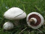 Wiesenchampignon-Agaricus campestris