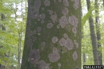 Blätterüberwachsende Gewebehaut-Athelia epiphylla