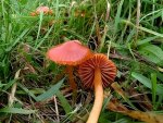 Ziegelbrauner Saftling-Hygrocybe perplexa