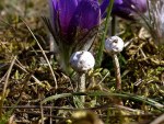 Zitzenförmiger Stielbovist-Tulostoma brumale