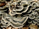 Schmetterlings-Tramete-Trametes versicolor