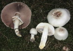 Gefaltetberingter Egerling-Agaricus pilatianus