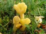 Dottergelber Spateling-Spathularia flava
