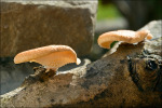 :-Polyporus alveolaris
