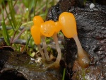 Sumpf-Haubenpilz-Mitrula paludosa