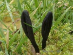 Täuschende Erdzunge-Geoglossum fallax