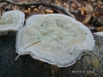 Striegelige Tramete-Trametes hirsuta