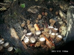 Gestreifter Teuerling-Cyathus striatus