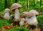 Tonweisser Dickfuss-Cortinarius turgidus