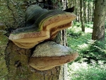 Tannen-Feuerschwamm-Phellinus hartigii