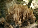 Steife Koralle-Ramaria stricta
