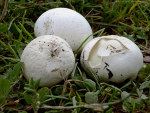 Bleigrauer Eierbovist-Bovista plumbea