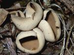 Eingeschnittener Oehrling-Otidea alutacea