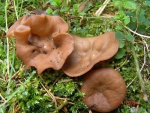 Scheibenlorchel-Gyromitra ancilis