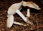 Gefleckter Rosasporrübling-Rhodocollybia maculata var. maculata
