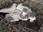 Übelriechender Egerling-Agaricus maleolens