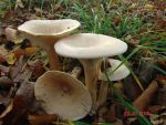 Mönchskopf-Trichterling-Infundibulicybe geotropa